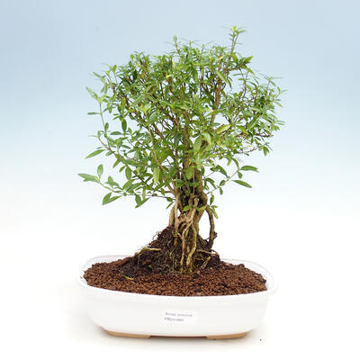 Room bonsai - Serissa foetida - Tree of a thousand stars - 1