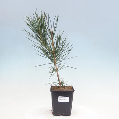 Outdoor bonsai - Pinus thunbergii - Thunbergia pine