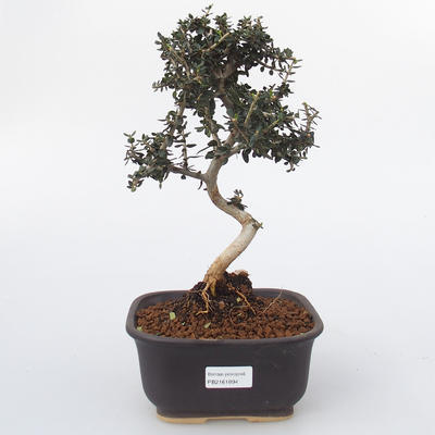 Room bonsai - Olea europaea sylvestris -Oliva European drobnolistá - 1