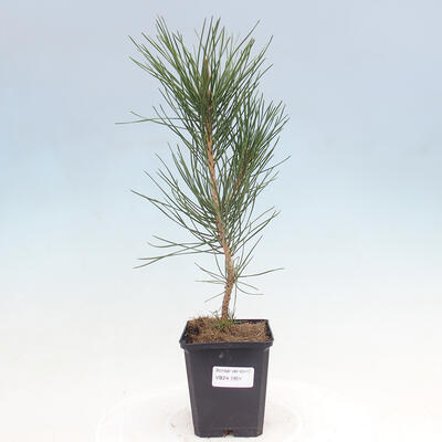 Outdoor bonsai - Pinus thunbergii - Thunbergia pine