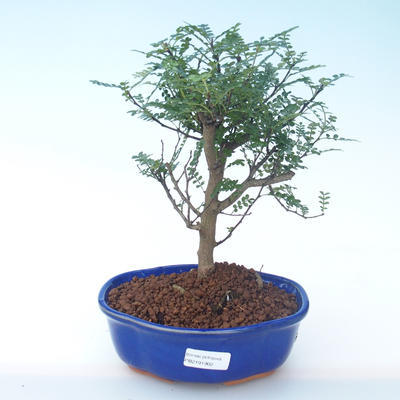 Indoor bonsai - Zantoxylum piperitum - Pepper tree PB2191902 - 1