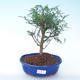 Indoor bonsai - Zantoxylum piperitum - Pepper tree PB2191902 - 1/4