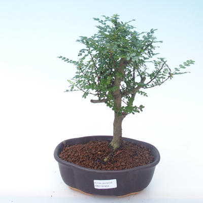 Indoor bonsai - Zantoxylum piperitum - Pepper tree PB2191904 - 1