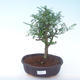 Indoor bonsai - Zantoxylum piperitum - Pepper tree PB2191904 - 1/4