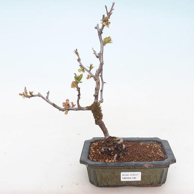 Outdoor bonsai - Chaenomeles spec. Rubra - Quince VB2020-190 - 1