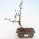 Outdoor bonsai - Chaenomeles spec. Rubra - Quince VB2020-190 - 1/3