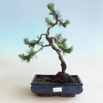 Outdoor bonsai - Pinus mugo Humpy - Kneeling Pine