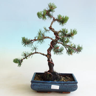 Outdoor bonsai - Pinus mugo Humpy - Kneeling Pine