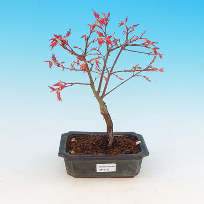 Outdoor bonsai - Maple dlanitolistý