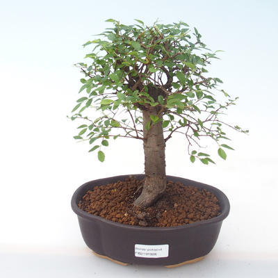 Indoor bonsai - Ulmus parvifolia - Small leaf elm PB2191926 - 1