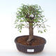 Indoor bonsai - Ulmus parvifolia - Small leaf elm PB2191926 - 1/3