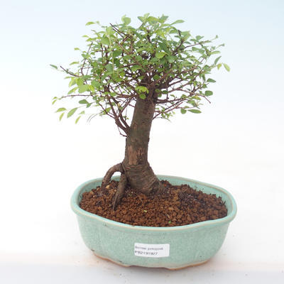 Indoor bonsai - Ulmus parvifolia - Small leaf elm PB2191927 - 1