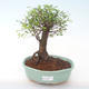 Indoor bonsai - Ulmus parvifolia - Small leaf elm PB2191927 - 1/3