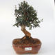 Room bonsai - Olea europaea sylvestris - Olive European bacilli - 1/6