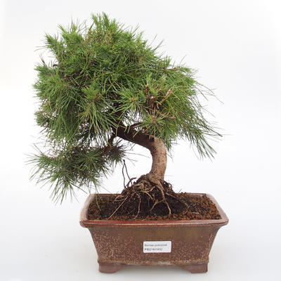Room bonsai-Pinus halepensis-Aleppo Pine