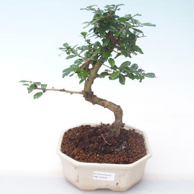 Indoor bonsai - Carmona macrophylla - Tea fuki PB2191932 - 1