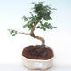 Indoor bonsai - Carmona macrophylla - Tea fuki PB2191932 - 1/5