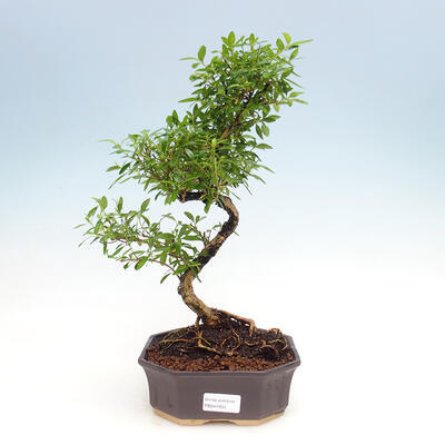 Indoor bonsai - Serissa foetida  - Tree of a Thousand Stars