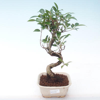 Indoor bonsai - Ficus kimmen - small leaf ficus PB2191936