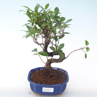 Indoor bonsai - Ficus kimmen - small leaf ficus PB2191939