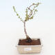 Outdoor bonsai - Chaenomeles superba jet trail - White quince - 1/4