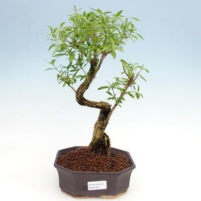 Indoor bonsai - Serissa foetida  - Tree of a Thousand Stars