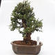 Room bonsai - Olea europaea sylvestris - Olive European bacilli - 1/7