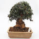 Room bonsai - Olea europaea sylvestris - Olive European bacilli - 1/7