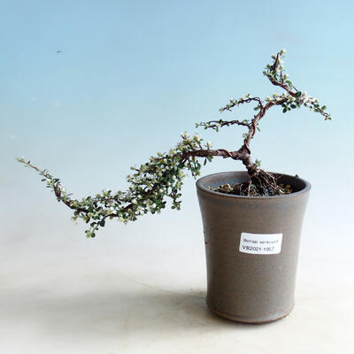 Outdoor bonsai-Cotoneaster astrophorus-Rockrose