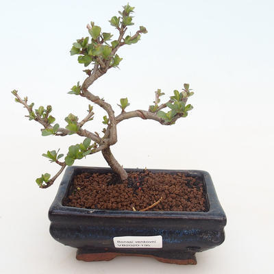 Outdoor bonsai - Chaenomeles superba orange - Orange quince - 1