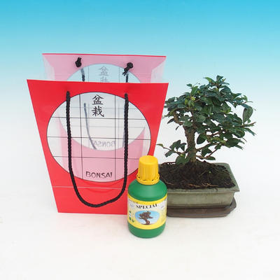 Room bonsai in a gift bag, Carmona macrophylla - Tea fuki