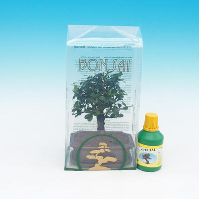 Room bonsai in a gift box, Carmona macrophylla - Tea fuki