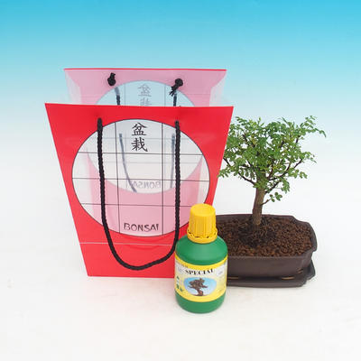 Room bonsai in a gift bag, Zantoxylum piperitum - pepper