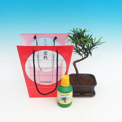 Room bonsai in a gift bag, Podocarpus - Kamenný tis