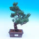 Outdoor bonsai - Small tree bark - Pinus parviflora glauca - 1/3