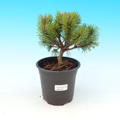 Outdoor bonsai - Pinus Mugo Allgau - Pine