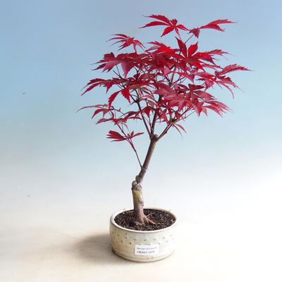 Outdoor bonsai - Acer palm. Atropurpureum-Red palm leaf - 1