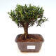Indoor bonsai - Buxus harlandii - cork buxus - 1/4