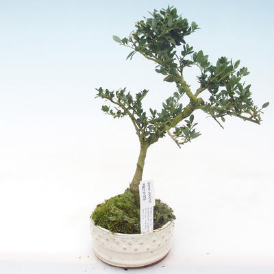 Indoor bonsai - Ilex crenata - Holly PB2191978