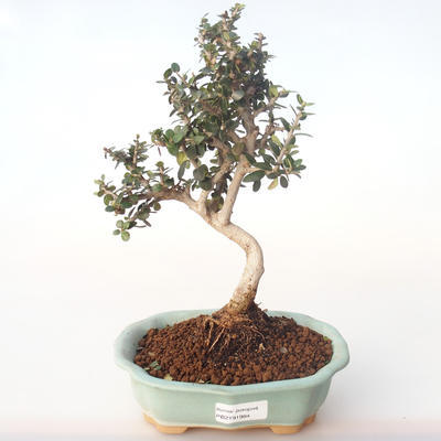 Indoor bonsai - Olea europaea sylvestris -Oliva European small leaf PB2191984 - 1