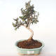 Indoor bonsai - Olea europaea sylvestris -Oliva European small leaf PB2191984 - 1/5