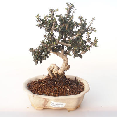 Indoor bonsai - Olea europaea sylvestris -Oliva European small leaf PB2191985 - 1