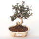 Indoor bonsai - Olea europaea sylvestris -Oliva European small leaf PB2191985 - 1/5