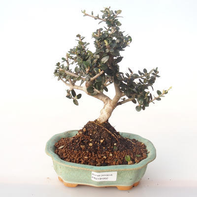 Indoor bonsai - Olea europaea sylvestris -Oliva European small leaf PB2191992 - 1