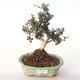Indoor bonsai - Olea europaea sylvestris -Oliva European small leaf PB2191992 - 1/5