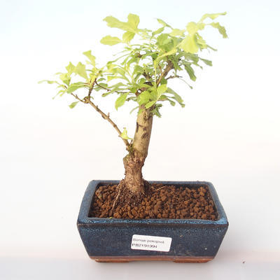 Indoor bonsai - Duranta erecta Aurea PB2191994 - 1
