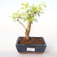 Indoor bonsai - Duranta erecta Aurea PB2191994 - 1/3