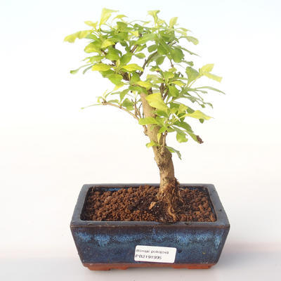 Indoor bonsai - Duranta erecta Aurea PB2191995 - 1