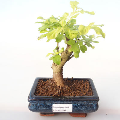 Indoor bonsai - Duranta erecta Aurea PB2191996 - 1