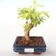 Indoor bonsai - Duranta erecta Aurea PB2191996 - 1/3